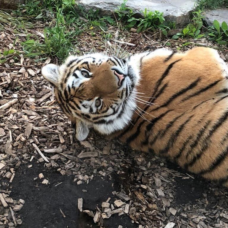 Former Toronto Zoo tiger Mila dies after anesthesia accident in Colorado